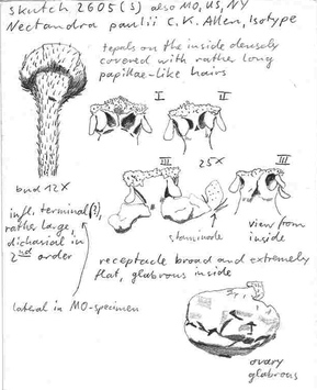 Vorschaubild Nectandra paulii C.K. Allen